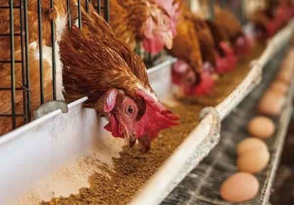 تصویر 3 از قیمت خرید تخم مرغ محلی فله با فروش ویژه